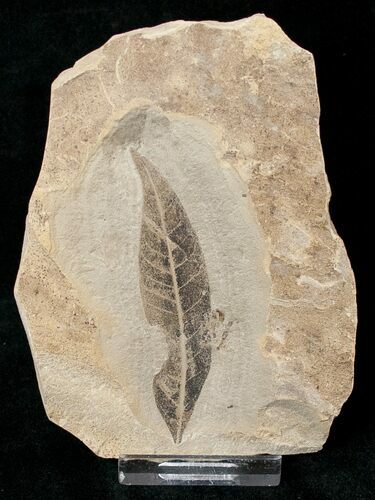 Unidentified Fossil Leaf - Green River Formation #16826